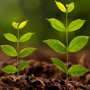 Регуляторы роста растений