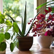 Удобрения для комнатных растений