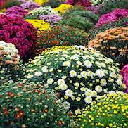 Удобрения для садовых цветов