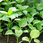 Удобрения для рассады