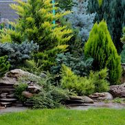 Удобрения для хвойных растений