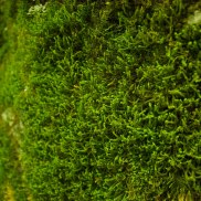 Удобрения от мха